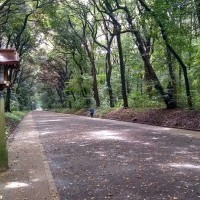 Park przy chramie Meiji-jingū